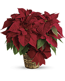 Bouquet de Poinsettias rouges