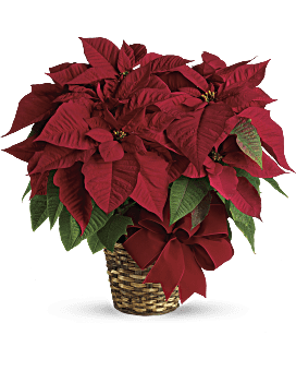 Ramo de poinsettia rojo