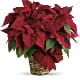 Red Poinsettia