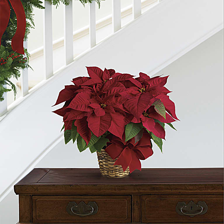 Red Poinsettia