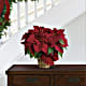 Red Poinsettia