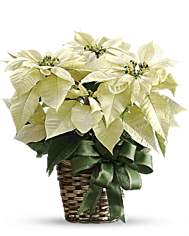 Poinsettia Delivery In White. Flowers For Christmas Delivered By Local Teleflora Florist Same Day.