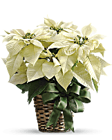 Teleflora's Shimmering White Bouquet - Teleflora