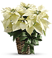 White Poinsettia Plants