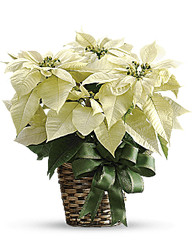 White Poinsettia Bouquet