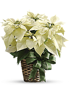 White Poinsettia Bouquet