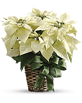 White Poinsettia Bouquet