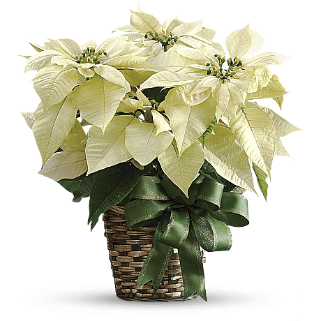 White Poinsettia