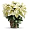 White Poinsettia Bouquet