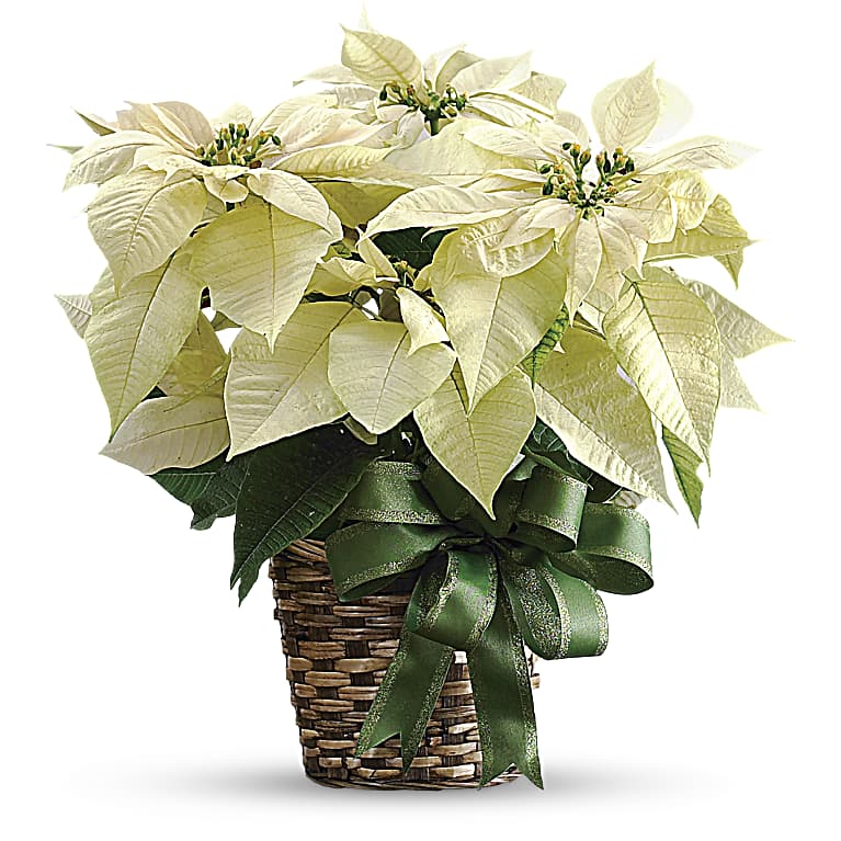 White Poinsettia