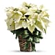 White Poinsettia