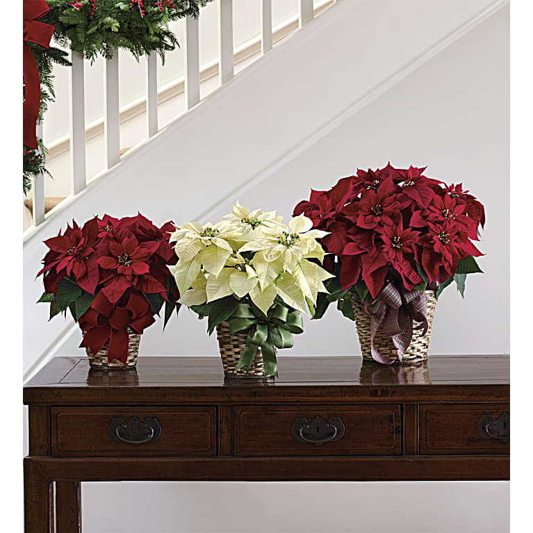White Poinsettia