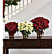 White Poinsettia