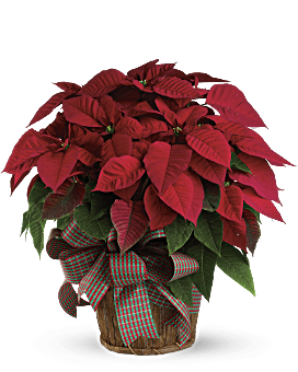 Poinsettia Delivery In Red. Christmas Flower Delivery By Local Florist Same Day