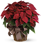 Large Red Poinsettia Plants