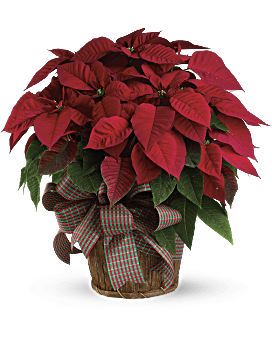 Large Red Poinsettia Bouquet
