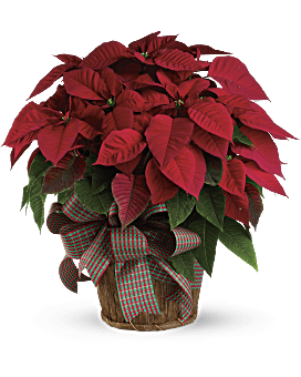 Ramo grande de poinsettia roja