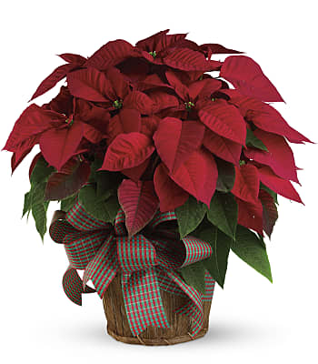Large Red Poinsettia Plants