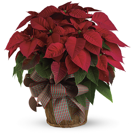 Poinsettia roja grande