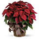 Large Red Poinsettia
