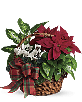 Mini Table Top Christmas Tree Douglas Fir Arrangement With White Asiatic Lilies & Red Spray Roses By Teleflora