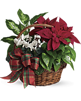 teleflora candy cane christmas