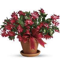 christmas cactus