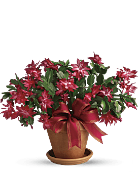 Merry Christmas Cactus Bouquet