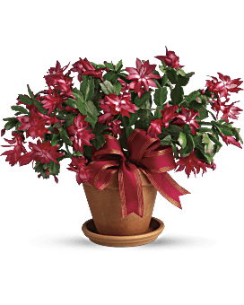 Bouquet de cactus Joyeux Noël