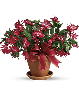 Christmas on sale cactus plant