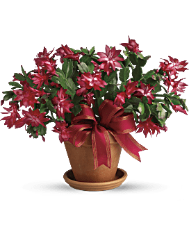 Merry Christmas Cactus Bouquet