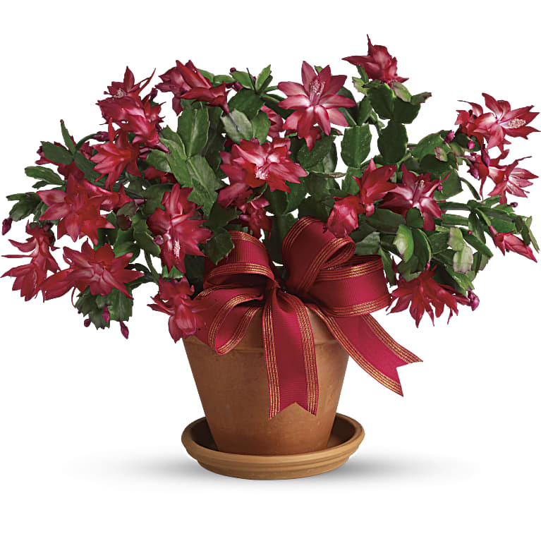 Merry Christmas Cactus
