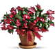 Merry Christmas Cactus