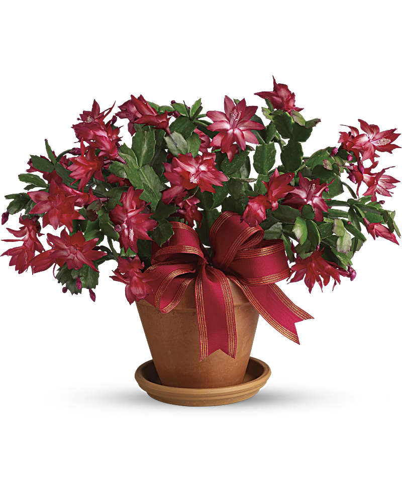 merry christmas cactus bouquet - teleflora