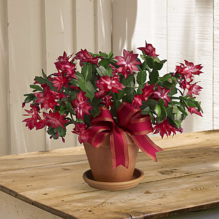 Merry Christmas Cactus
