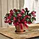 Merry Christmas Cactus