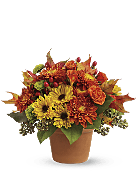 Multi-Colored , Roses , Sugar Maples , Same Day Flower Delivery By Teleflora
