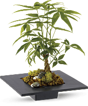 Money Tree Plants