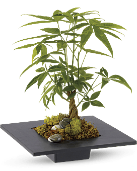 Money Tree Plant