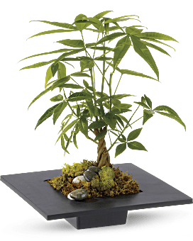 Money Tree Plant