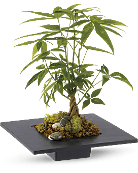 Money Tree Plant