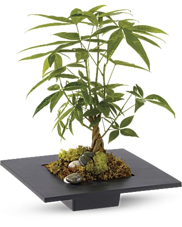 money tree plant gift