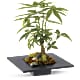 Money Tree