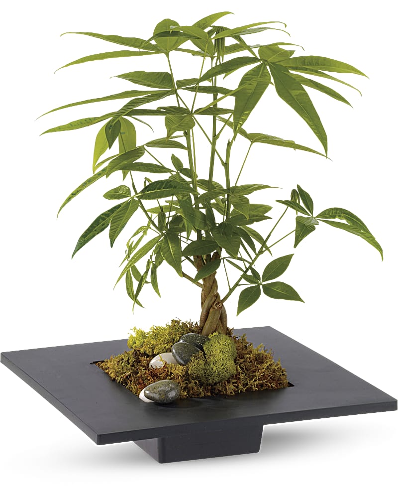 Money Tree Plant Teleflora