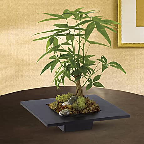 bonsai tree money tree