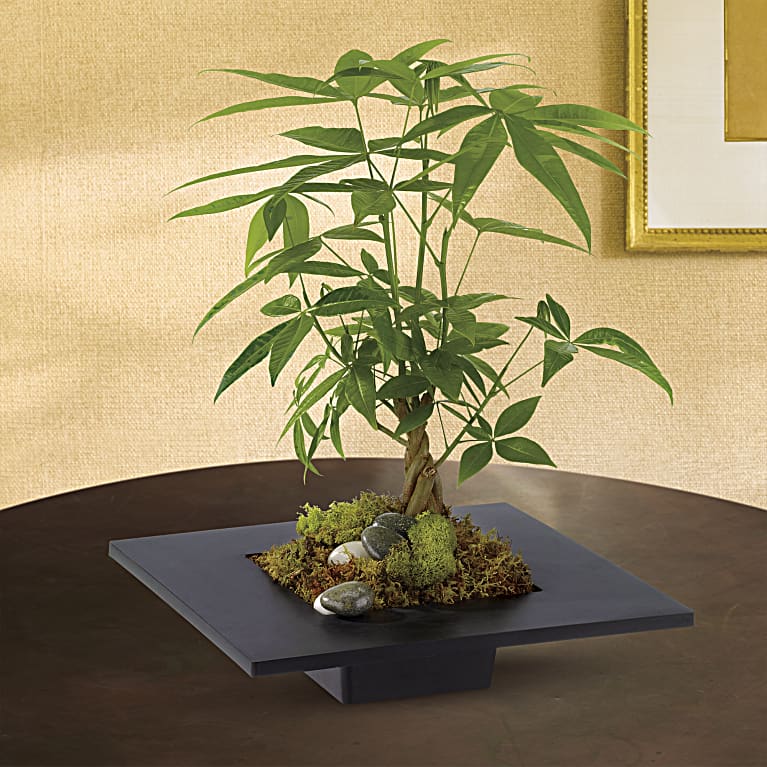 Money Tree