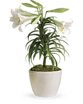 White , Mixed Bouquets , Easter Lily Plant , Same Day Flower Delivery By Teleflora