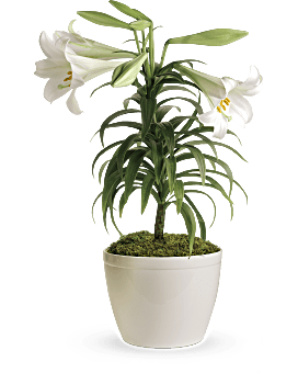 Plante de lys de Pâques