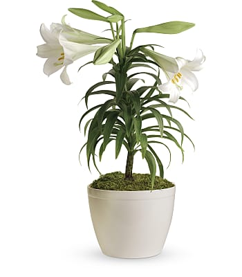 Easter Lily  Plants