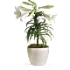 Easter Lily Plant